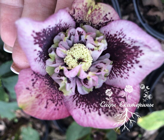   № 87 Anemone Pink Blotched